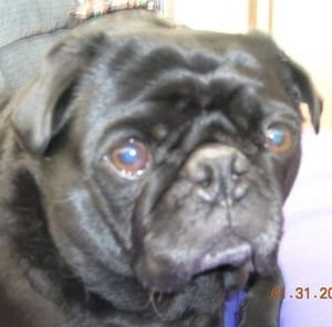 Meet your Posher, Sherry